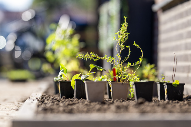 Aanplanten geveltuintjes Runstraat