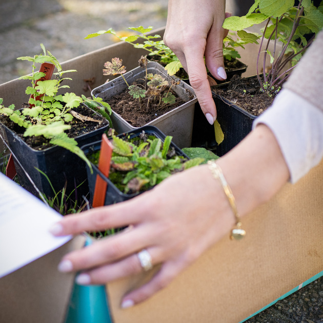 Aanplanten geveltuintjes Runstraat