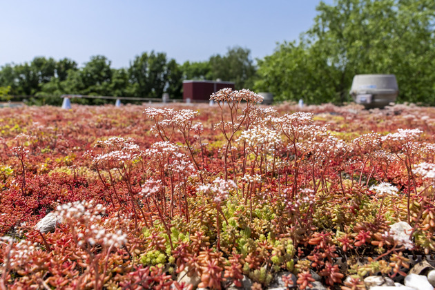 Sedum dak